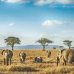 Explore Tarangire & <br>Ngorongoro with Arikays